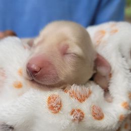 GIRL 2 - Cream female Dachshund puppy in Fort Worth, Texas from Chadwick Farms Mini Dachshunds