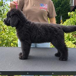 Pink Collar - Black male Newfoundland puppy in New York from Johnson Farms
