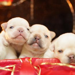 French Bulldogs from Exquisite Taste Kennels