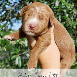 Mochi - Red  male Goldendoodle puppy in Comanche, Texas from Central Texas Doodles, LLC.