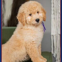 Jane - Apricot female Goldendoodle puppy in Connersville, Indiana from Deaz Doodle Ranch