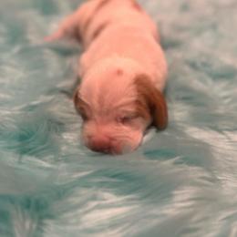 Second Little Boy - Lemon and white male Basset Hound puppy in Hurtsboro, Alabama from PARK’s Family Farm
