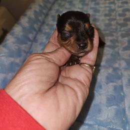 Vanner hold to Christmas - Black and tan male Yorkshire Terrier puppy in Jamestown, Tennessee from Royal  Furbabies