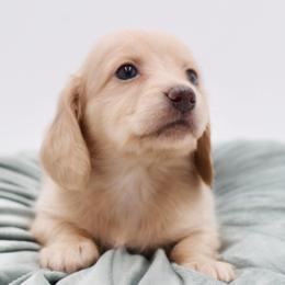 CHANEL - AKC Import Lines - Cream female Dachshund puppy in Coweta, Oklahoma from Sunnyside Dachshunds