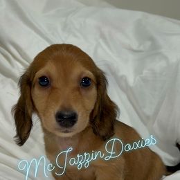 Dachshund Puppies from McJazzin Doxies