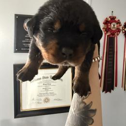 Boy one - Black and mahogany male Rottweiler puppy in Cleveland, Texas from Vom Haus Fantasy Rottweiler Kennel