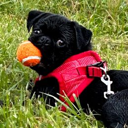 Libby - Pug