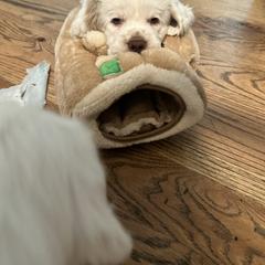 Clumber Spaniel Puppies from Wanderlust Clumber Spaniels