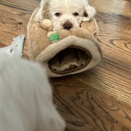Clumber Spaniel Puppies from Wanderlust Clumber Spaniels