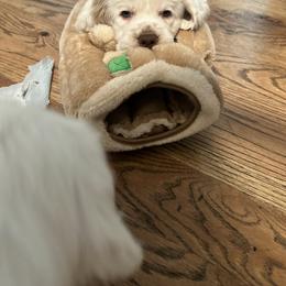 Clumber Spaniel Puppies from Wanderlust Clumber Spaniels