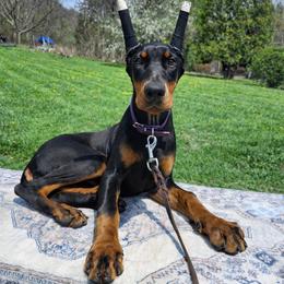 Lena - Black and rust female Doberman Pinscher puppy in Robinson, Pennsylvania from Makkr Ridge Dobermans LLC