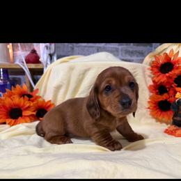 Wrangler - Red male Dachshund puppy in Maidsville, West Virginia from L&B Lowriders