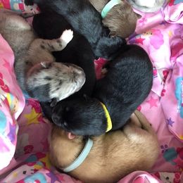 Pomsky Puppies from Eclipse Pomsky’s