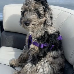 Stormi - Goldendoodle