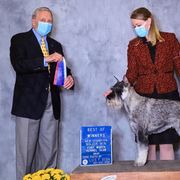 Standard Schnauzers from Beaucoup Standard Schnauzers