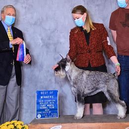 Standard Schnauzers from Beaucoup Standard Schnauzers