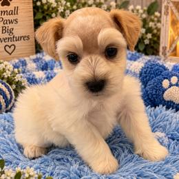 Wheaten Parti Male - Wheaten male Miniature Schnauzer puppy in San Augustine, Texas from My Little Schnauzer Pals