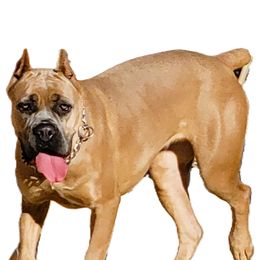 Venus - Cane Corso