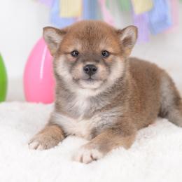 Boy 3 - Red male Shiba Inu puppy in Neosho, Missouri from Sunny Terrace Shibas