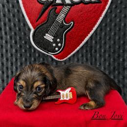 Bon Jovi - Red male Dachshund puppy in Pulaski, Tennessee from Billboard Doxies