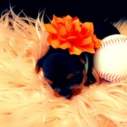 Yorkshire Terrier Puppies from Joy Riley's Yorkies