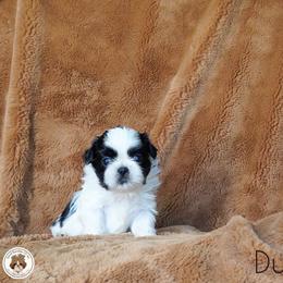Blessed's Dumpling AKC - Black and white male Shih Tzu puppy in Apollo Beach, Florida from Blessed’s Shih Tzu