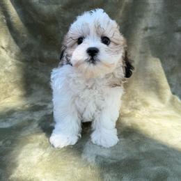 Penny - Brown and white female Shichon puppy in Onawa, Iowa from Parico Puppies