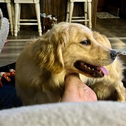 Lottie - Light golden female Golden Retriever puppy in Rainier, Washington from Hanson’s NW Goldens & Doodles