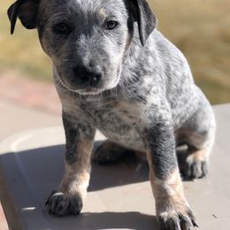 Australian Cattle Dog Puppies from Christensen Heelers