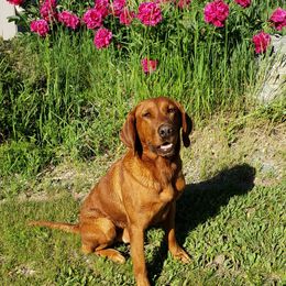 Labrador Retriever Puppies from Torg's Labs