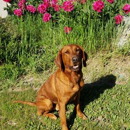 Labrador Retriever Puppies from Torg's Labs