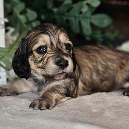 Whiskey - Cream male Dachshund puppy in Lakeland, Florida from Buckwild Doxies