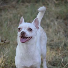 Tally - Chihuahua