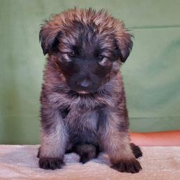 Girl 1 - female Shiloh Shepherd puppy in Caneadea, New York from Strauss Haus Shepherds