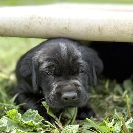 Red - Black male Labrador Retriever puppy in Derby, Kansas from Wheatland Retrievers