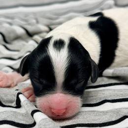 Stratus - Black and white male Cavapoo puppy in Salem, New Jersey from Dreamy Night Doodles