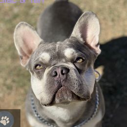 Boss Man  - French Bulldog