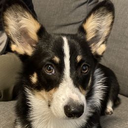 Trixie - Pembroke Welsh Corgi