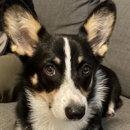Trixie - Pembroke Welsh Corgi