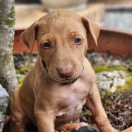 Loki - Chestnut male Pharaoh Hound puppy in Snohomish, Washington from ACE Pharaoh Hounds