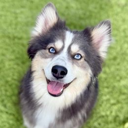 Juneau - Pomsky