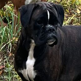Daphne - Boxer