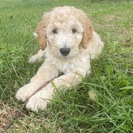 Leia - Apricot female Goldendoodle puppy in North Conway, New Hampshire from Arbor Grace Doodles