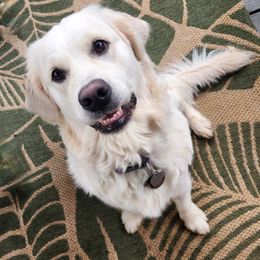 Blizzard - Golden Retriever