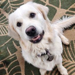 Blizzard - Golden Retriever