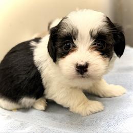 Mootsie - Black and white female Havanese puppy in Lancaster, South Carolina from 3 Bs Havanese-PUPPIES with  PURPOSE