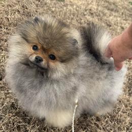 Gypsy - Pomeranian