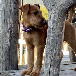 Irish Terrier puppies from Avonlea Terriers