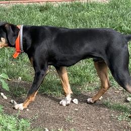 Jak - Catahoula Leopard Dog