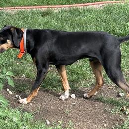 Jak - Catahoula Leopard Dog